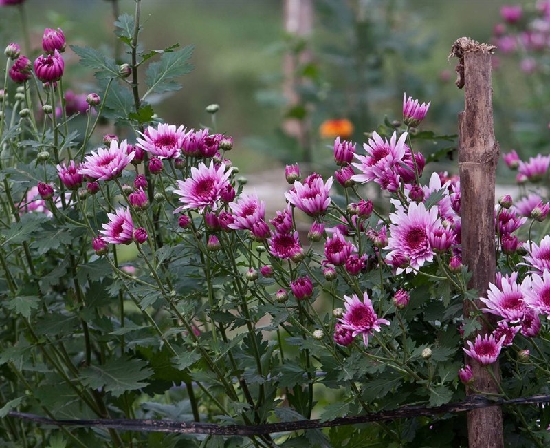 Flower farm
