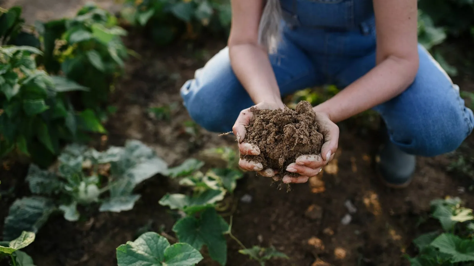What Is Regenerative Farming?