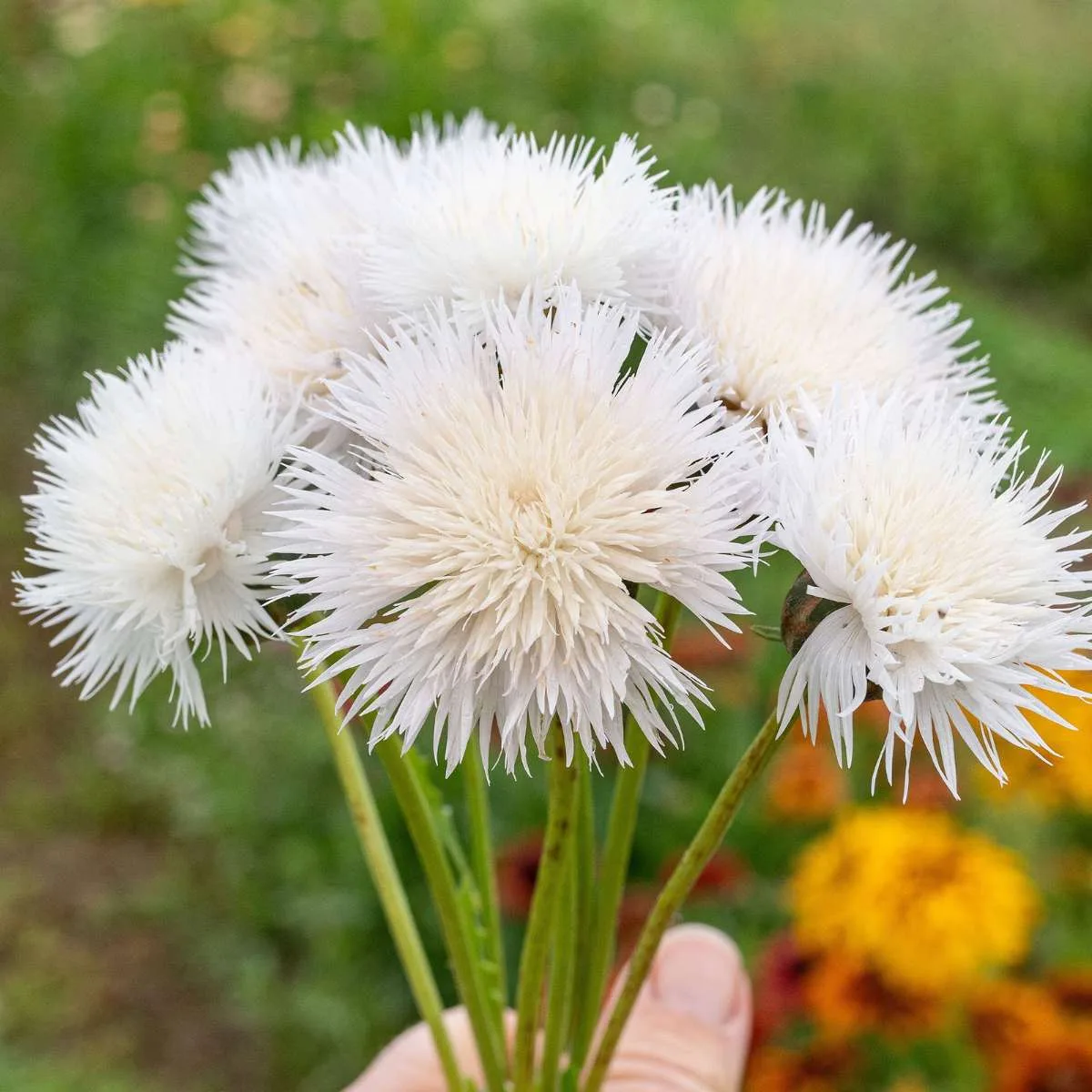Centaurea The Bride Seed