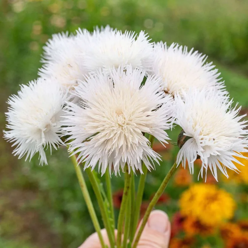 Centaurea The Bride Seed