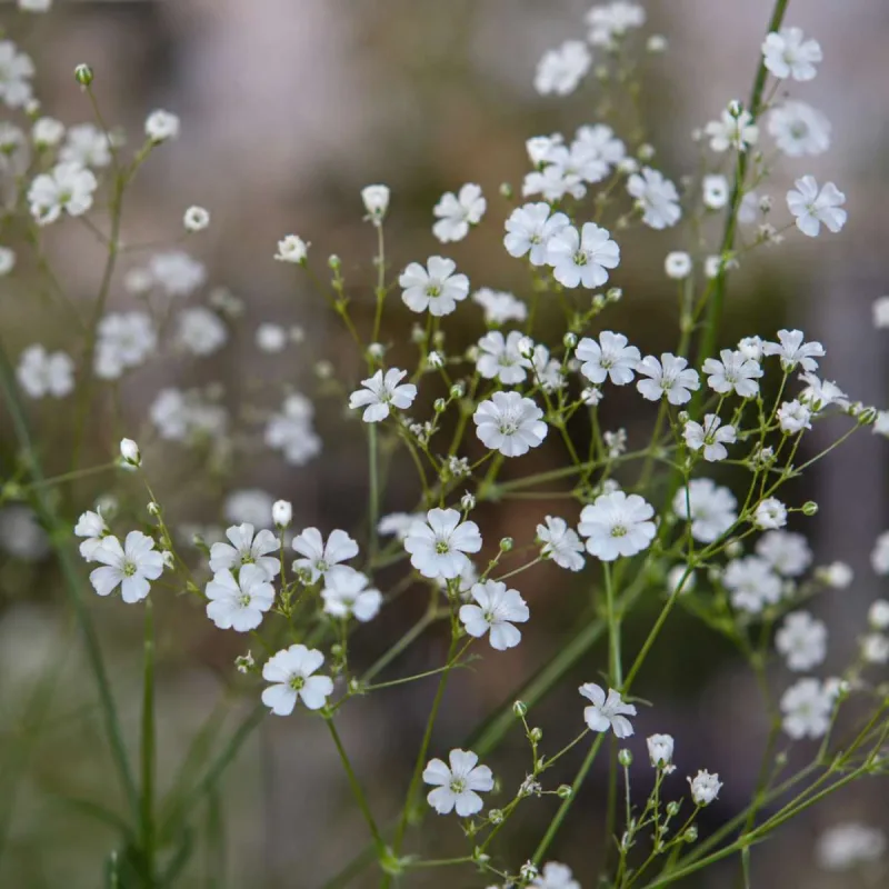Gypsophila (Baby's Breath) Single White Seed