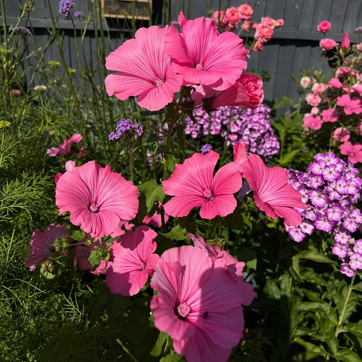 Lavatera Silver Cup Seed