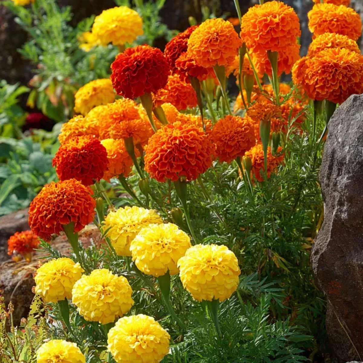 Marigold Crackerjack Mix Seed
